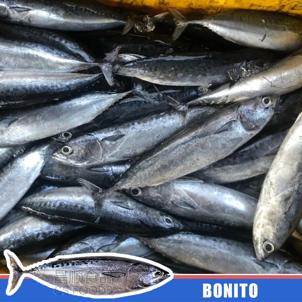 bonito